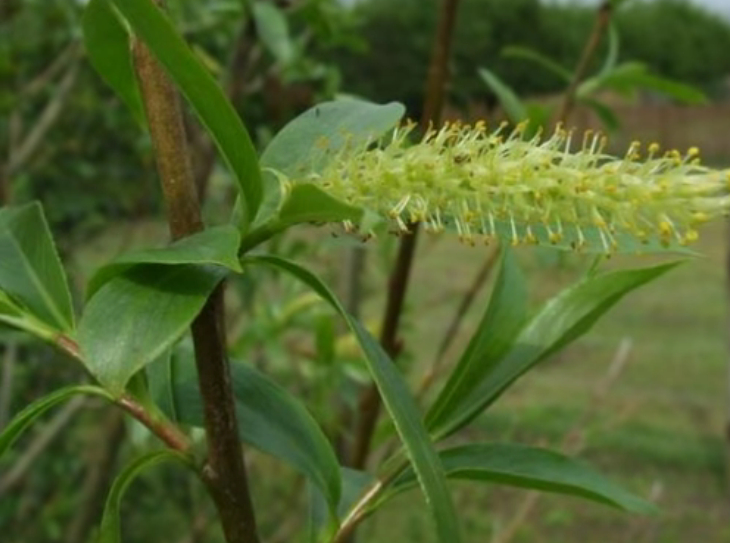 Salcia plesnitoare (Salix fragilis)