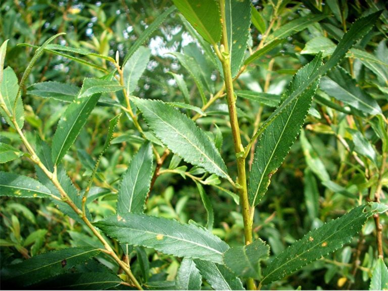 Salcie cu frunze de piersic (Salix triandra)