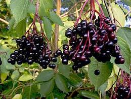 Socul negru (Sambucus nigra)