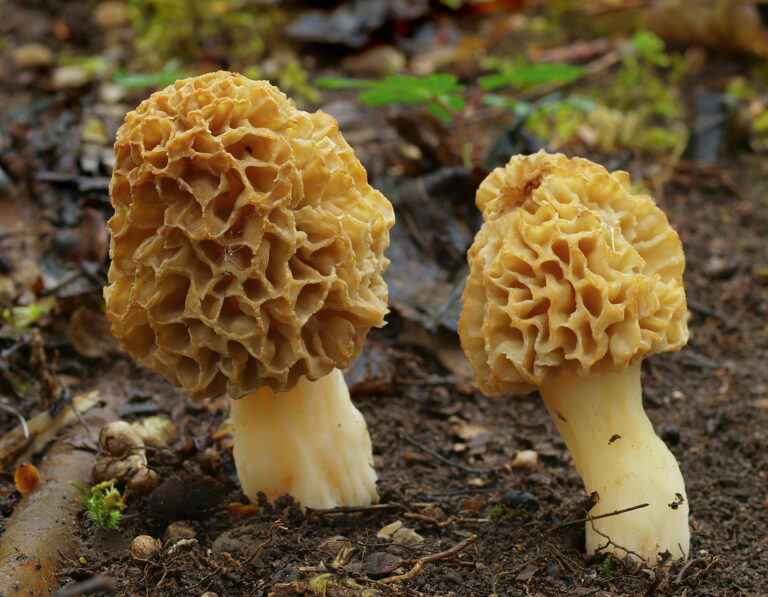 Sbarciogul (Morchella esculenta)