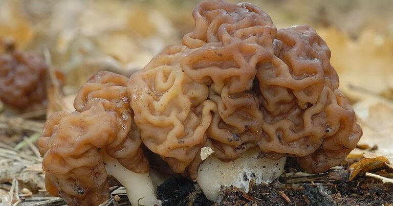 Sbarciogul gras (Gyromitra esculenta)
