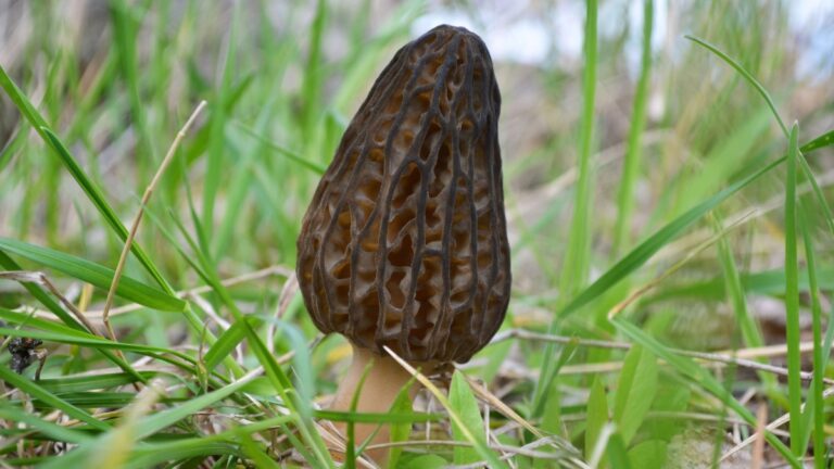 Sbarciogul (Morchella conica)