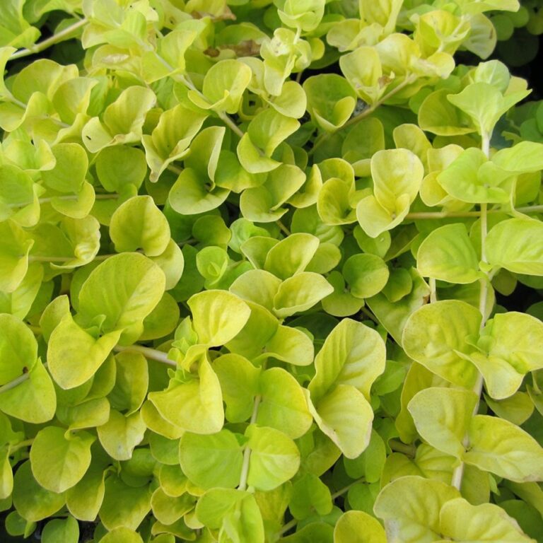 Scorusul de deal (Lysimachia nummularia)