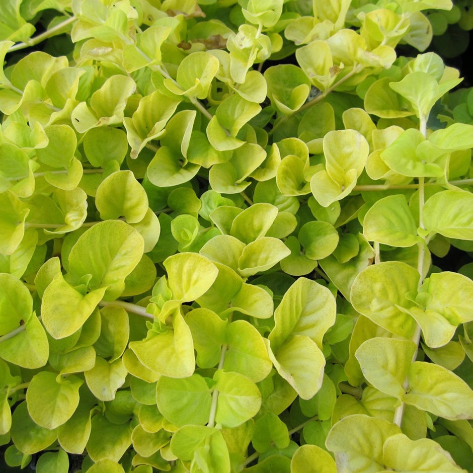 Scorusul de deal (Lysimachia nummularia)
