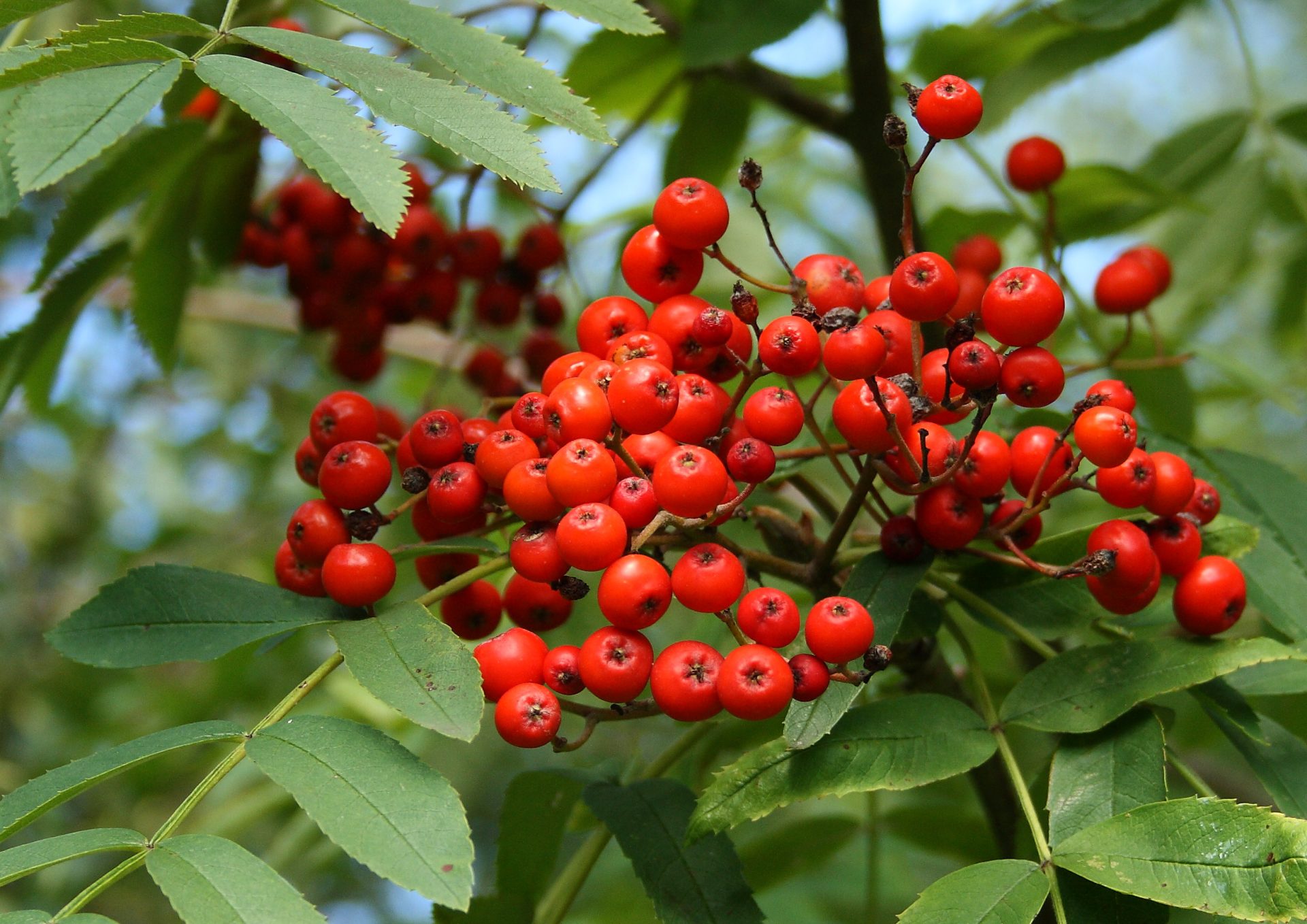 Scorusul de munte (sorbus aucuparia)