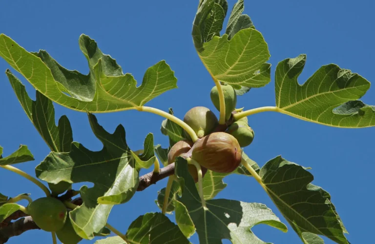 Smochinul (Ficus carira)