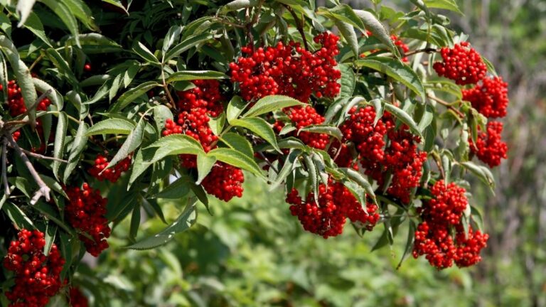 Socul rosu (Sambucus racemosa)