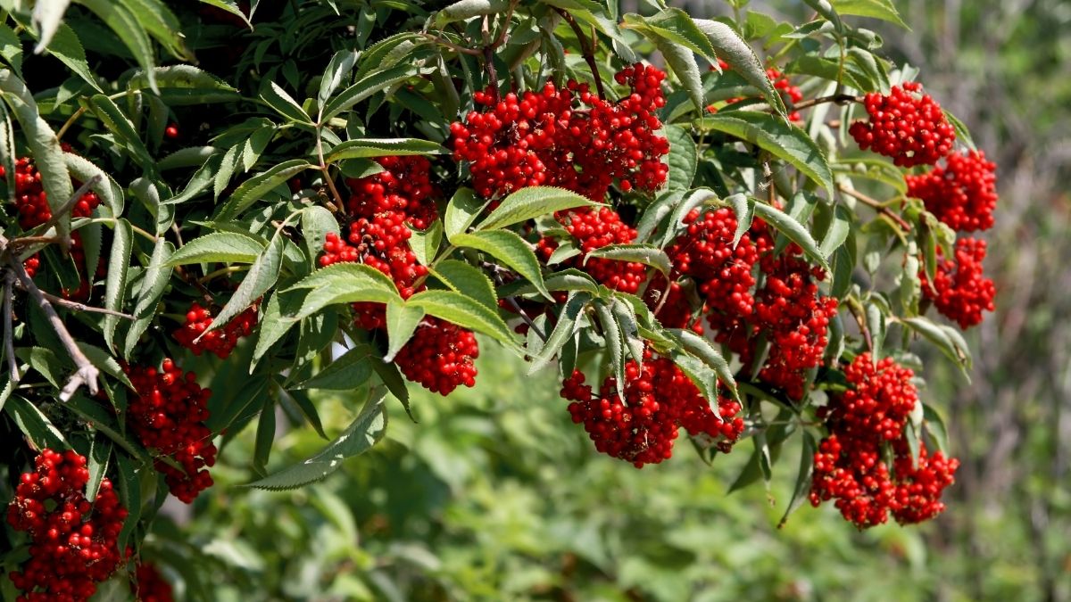 Socul rosu (Sambucus racemosa)