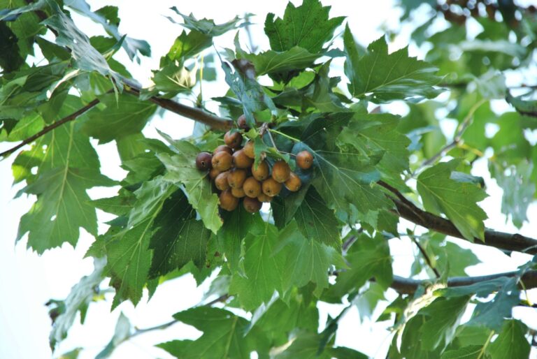 Sorbul de campie (Sorbus torminalis)