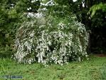 Floarea miresii (Spiraea vanhouttei)