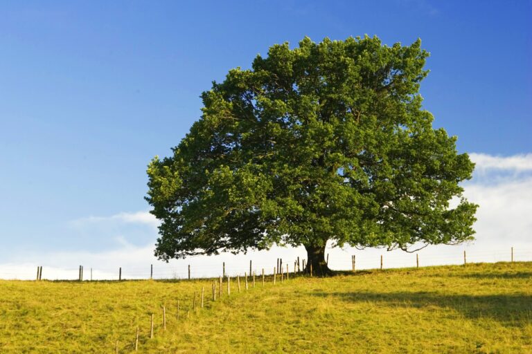 Stejar (Quercus robur)