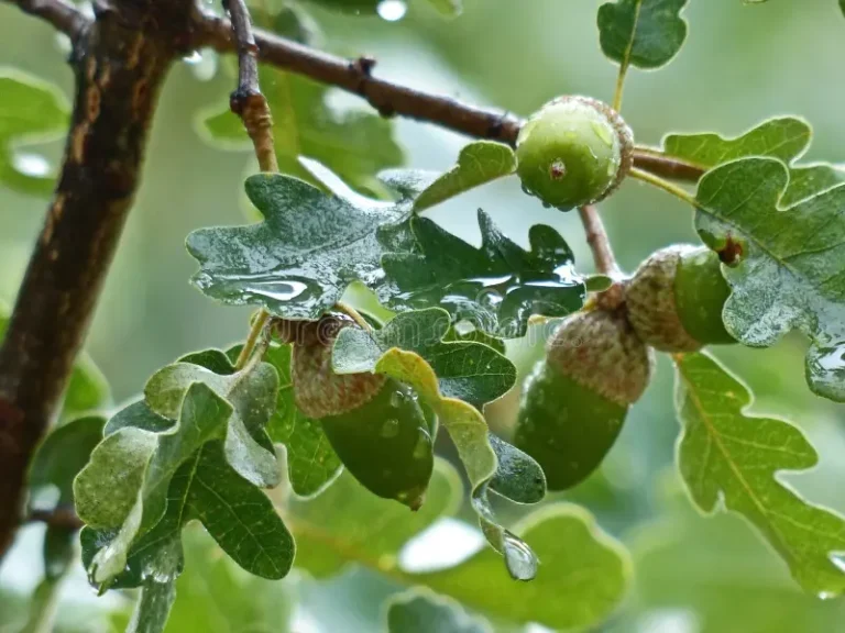 Stejar pufos (Quercus pubescens)