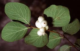 Urmuz (Symphoricarpos rivularis)