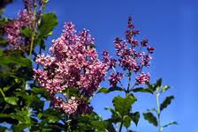 Liliac Transilvanean (Syringa josikaea)