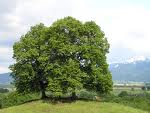 Tei de deal (Tilia cordata)