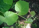 Tei cu frunza mare (Tilia platyphyllos)