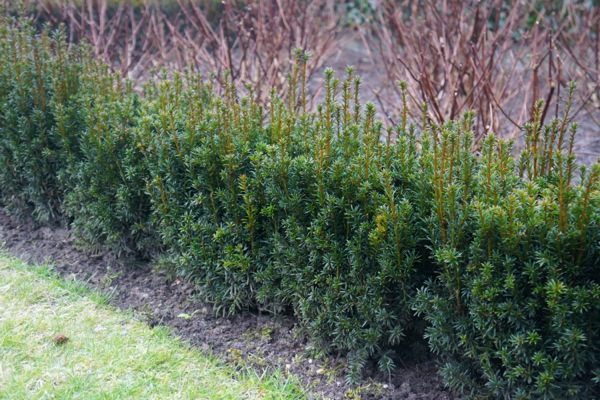 Tisa (Taxus baccata)