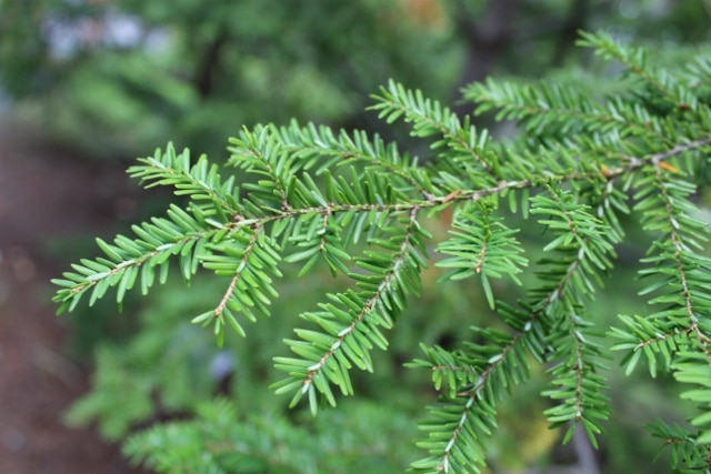 Tsuga (Tsuga Canadensis)