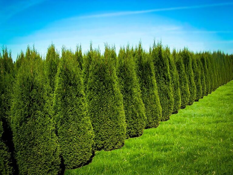 Tuia (Thuja occidentalis)