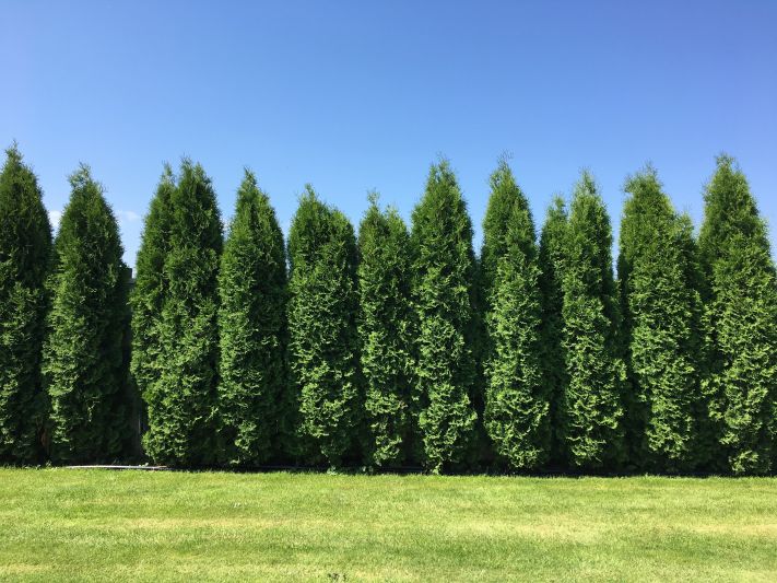 Tuia giganta (Thuja plicata)