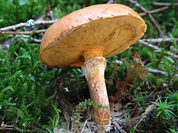 Untoasa cu inel (Suillus grevillei)