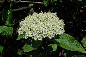 Darmoxul (Viburnum lantana)