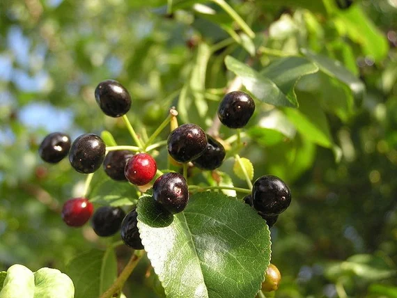 Visinul turcesc (Prunus mahaleb)