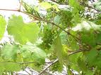 Vita salbatica (Vitis sylvestris)