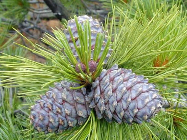 Zambru (Pinus Cembra)