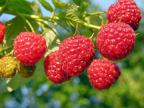 Zmeurul (Rubus idaeus)