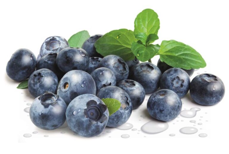 Afinul negru (Vaccinium myrtillus)