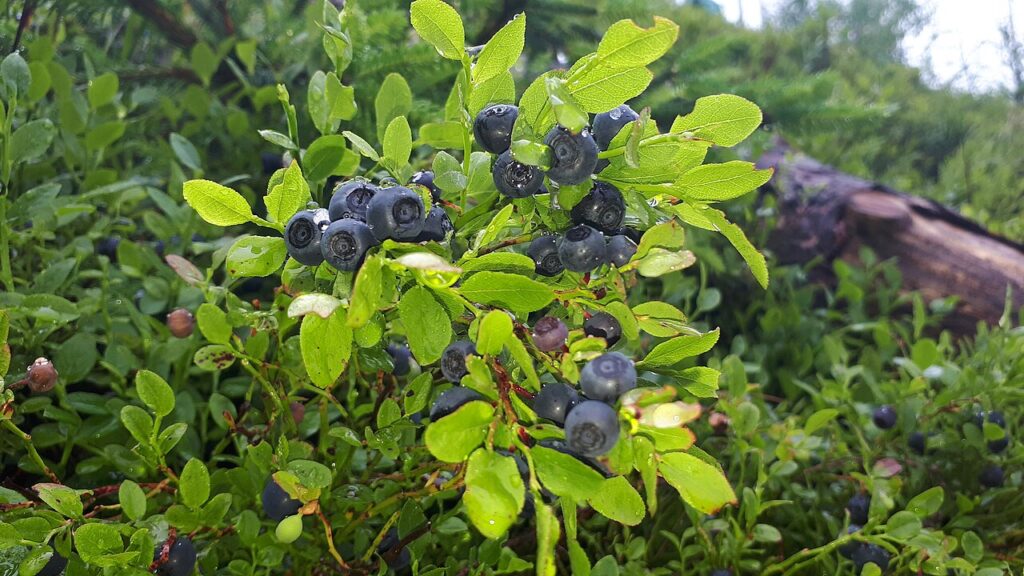 Afinul negru (Vaccinium myrtillus)
