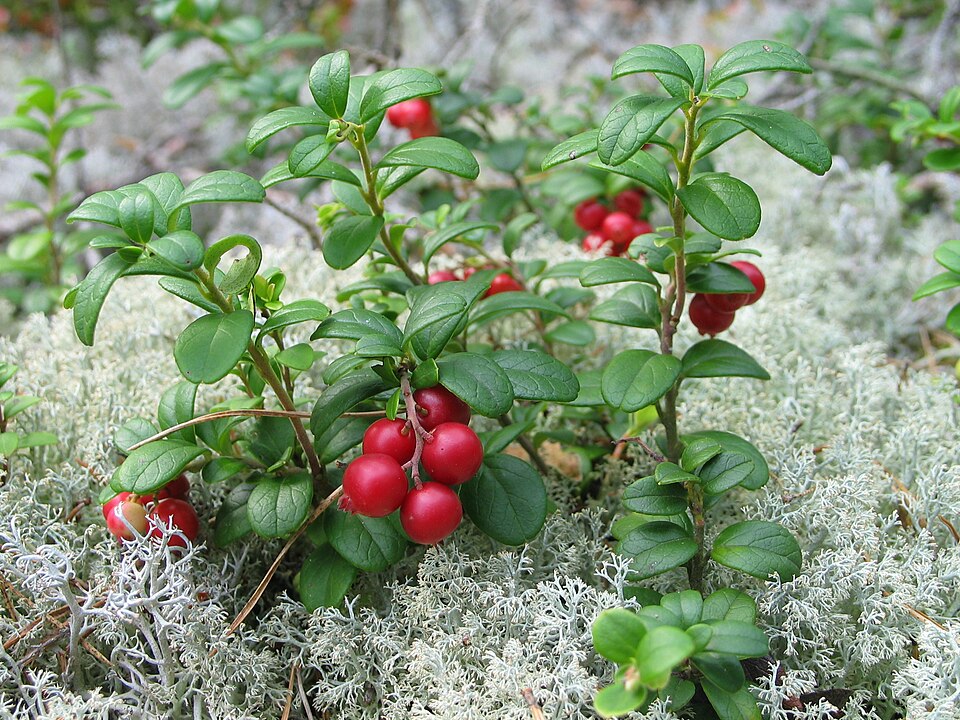 Afinul rosu (Vaccinum vitis idaea)
