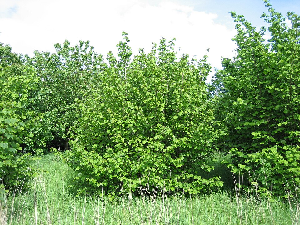 Alun (Corylus avellana)