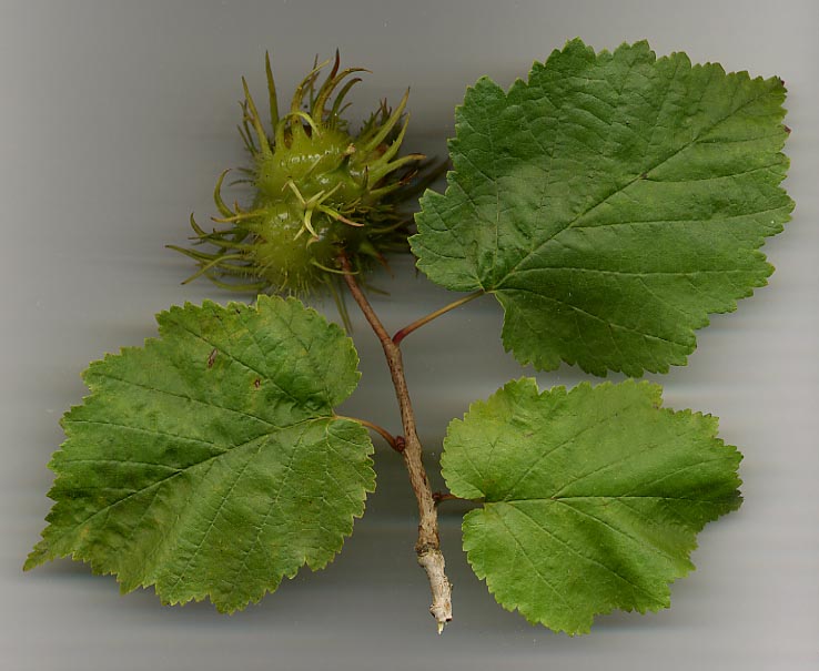 Alun turcesc (Corylus colurna)