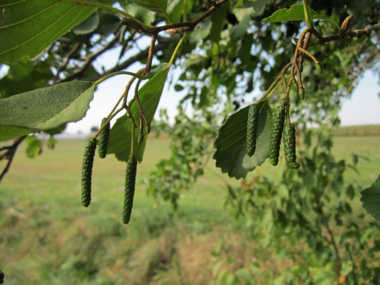 Anin negru (Alnus glutinosa)