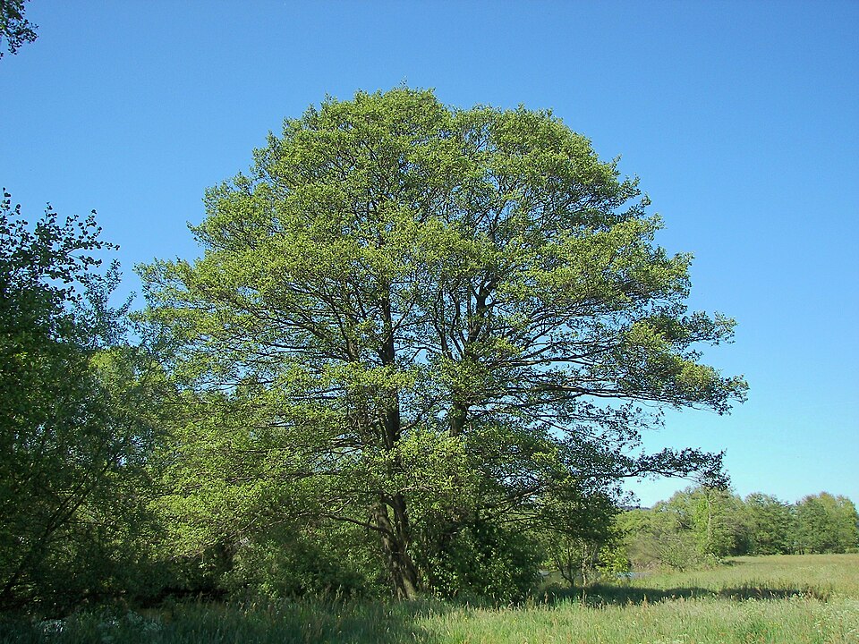 Anin negru (Alnus glutinosa)