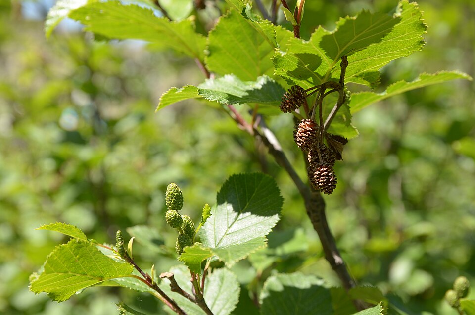 Anin verde (Alnus viridis)