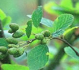 Anin verde (Alnus viridis)