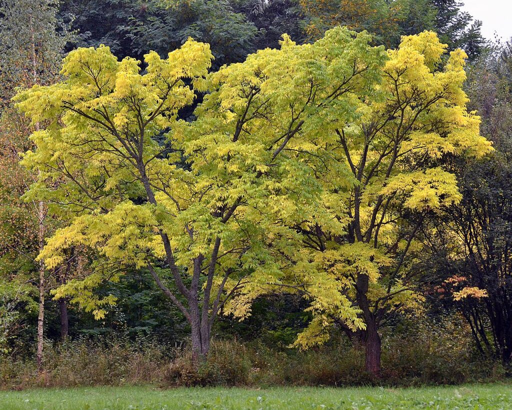 Arborele de pluta de Amur (Phellodendron amurense)