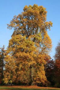 Arborele lalea