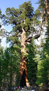 Arborele mamut