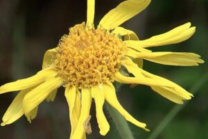 Arnica