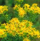 Arnica (Arnica montana)