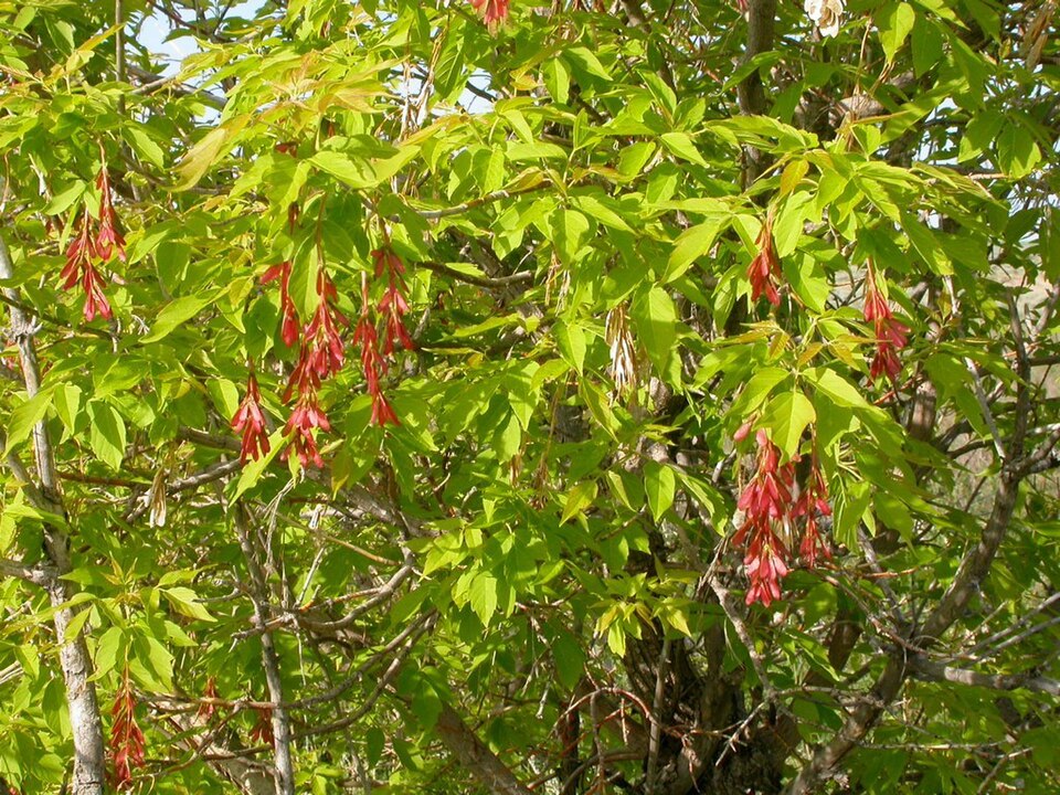 Artar american (Acer negundo)