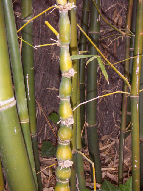 Bambus (Bambusa ventricosa)