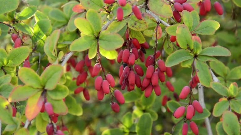 Dracila (Berberis vulgaris)