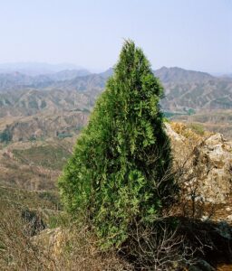 Biota – Arborele vietii