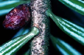 Bradul alb (Abies Alba)