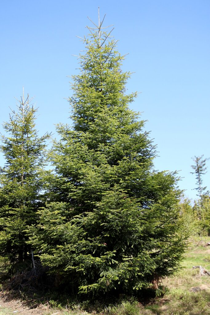 Bradul alb (Abies Alba)